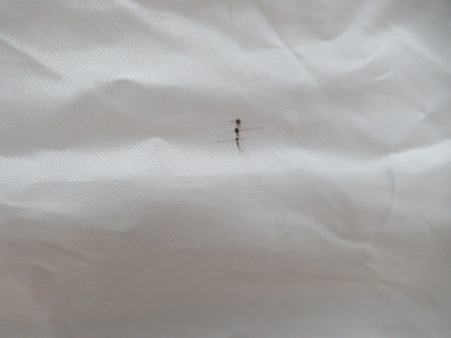 mont-bell（モンベル）  クロノスキャビン2 セット