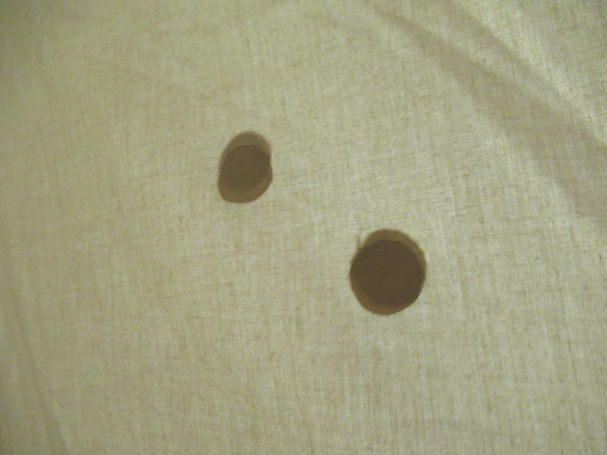 SABBATICAL(サバティカル)   モーニンググローリー TC