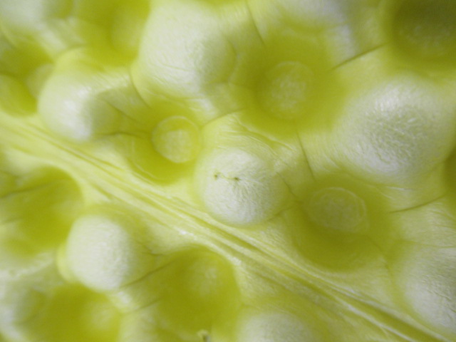 THERMAREST（サーマレスト）  Zライトソル R レギュラー