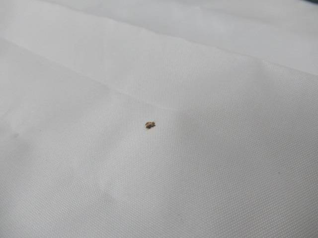 Quechua(ケシュア) タープフレッシュ L