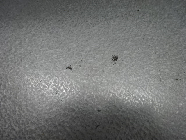 Snow Peak（スノーピーク）  シェルフコンテナ 25