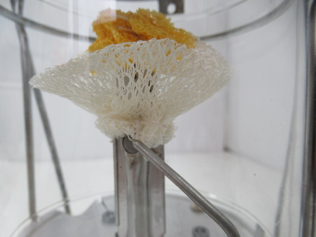 Coleman（コールマン）  ガスランタン 5134-700J(1)