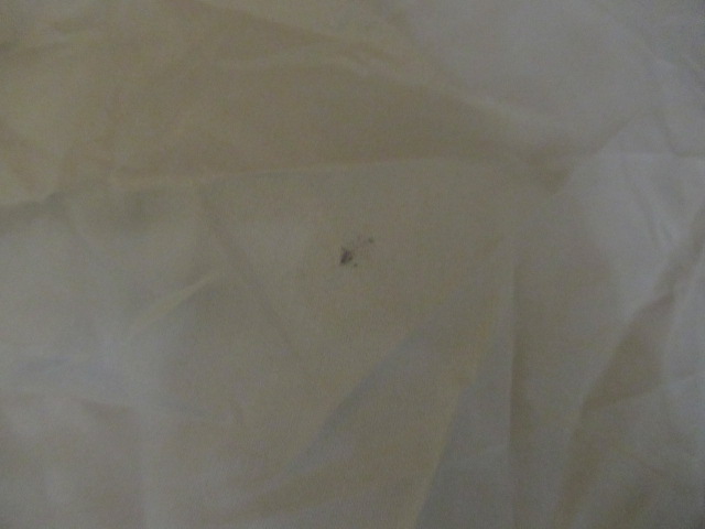 SABBATICAL（サバティカル）  アルニカ